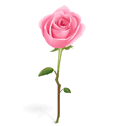 rose du Maroc